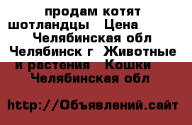 продам котят шотландцы › Цена ­ 2 500 - Челябинская обл., Челябинск г. Животные и растения » Кошки   . Челябинская обл.